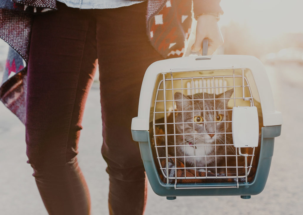 Pet Care Services