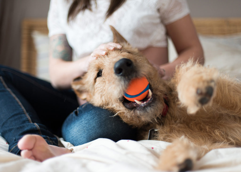 Fetch Pet Care