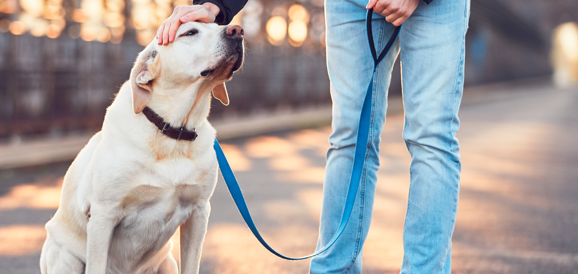 Bonded Dog Walking