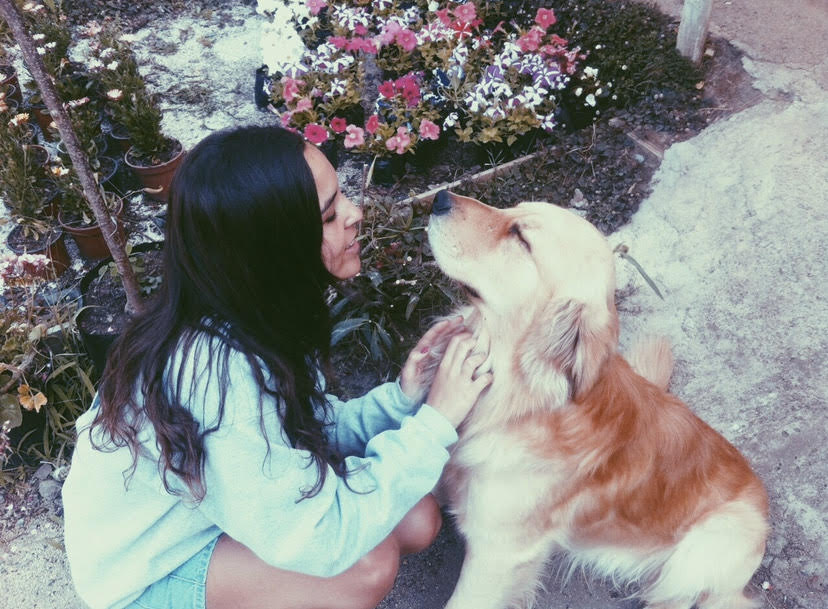 Stepha dog walker pet sitter north hollywood, ca