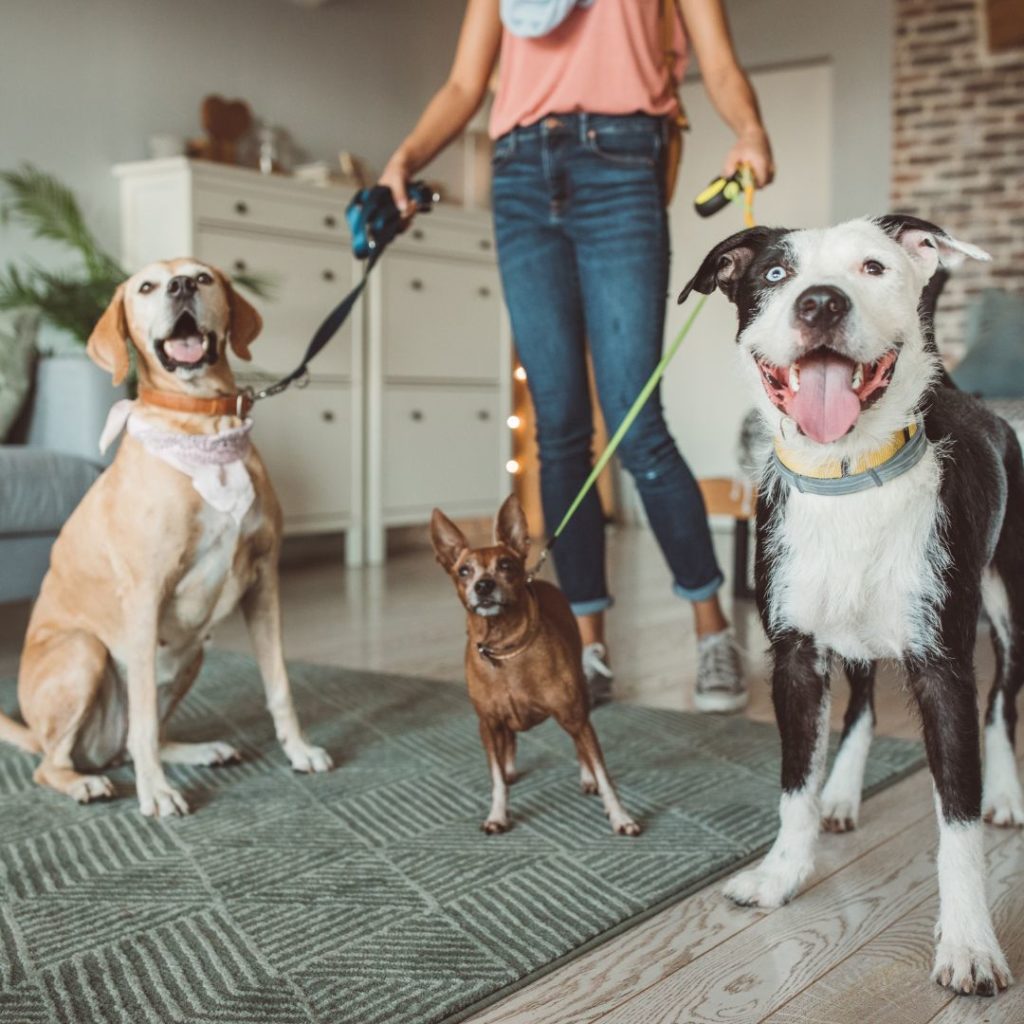 Three dogs in a living room leashed up for a walk