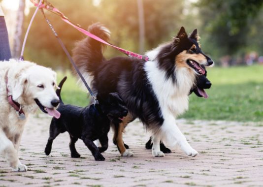 Multiple dogs on a leashed walk