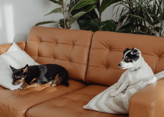 Two small dogs sitting on a leather couch
