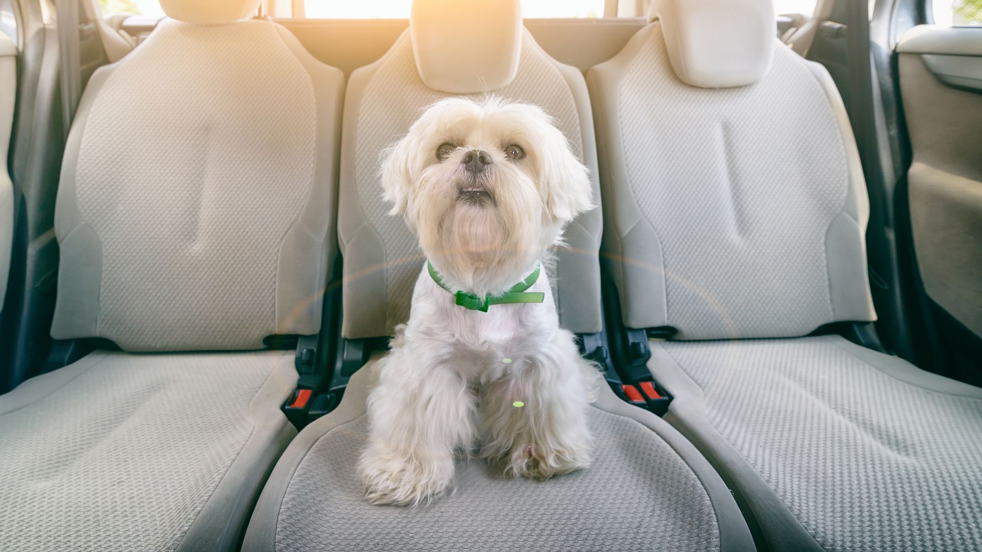 Pet Taxi Services in Richmond Fetch! Pet Care