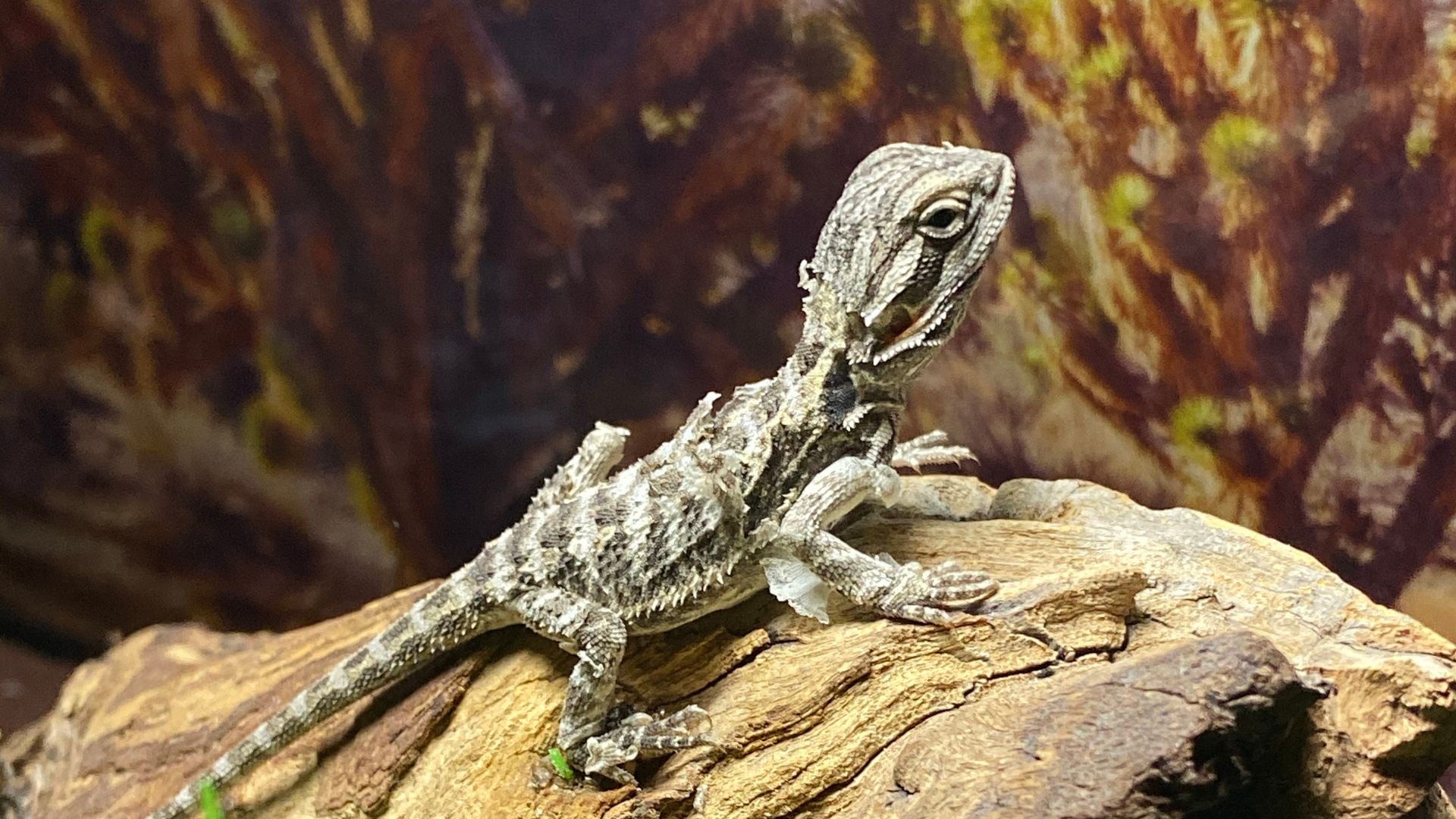 PetSitting in Northwest Suburban Detroit Fetch! Pet Care