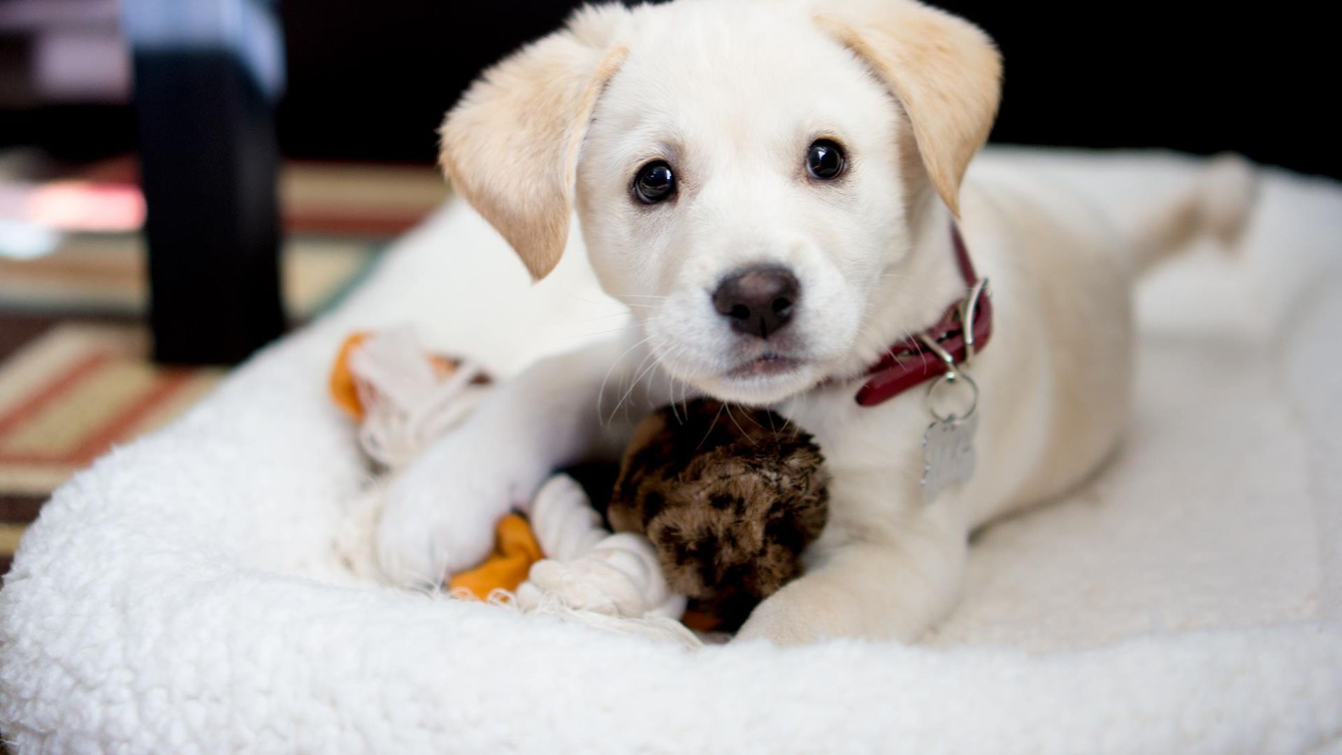 Puppy Sitting in Alexandria, VA Fetch! Pet Care