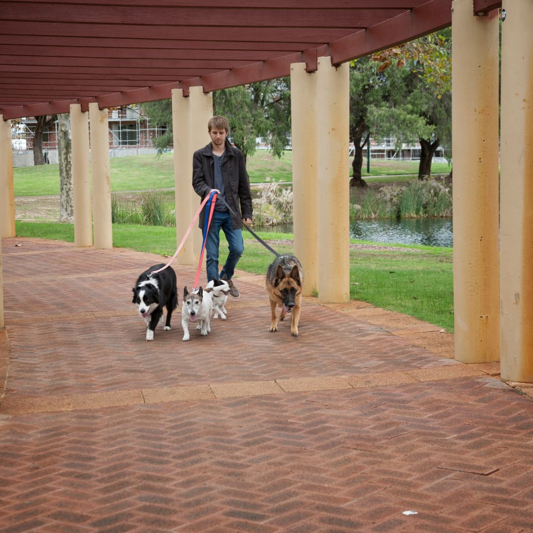 Dog Walking Services in West Portland & Lake Oswego Fetch! Pet Care