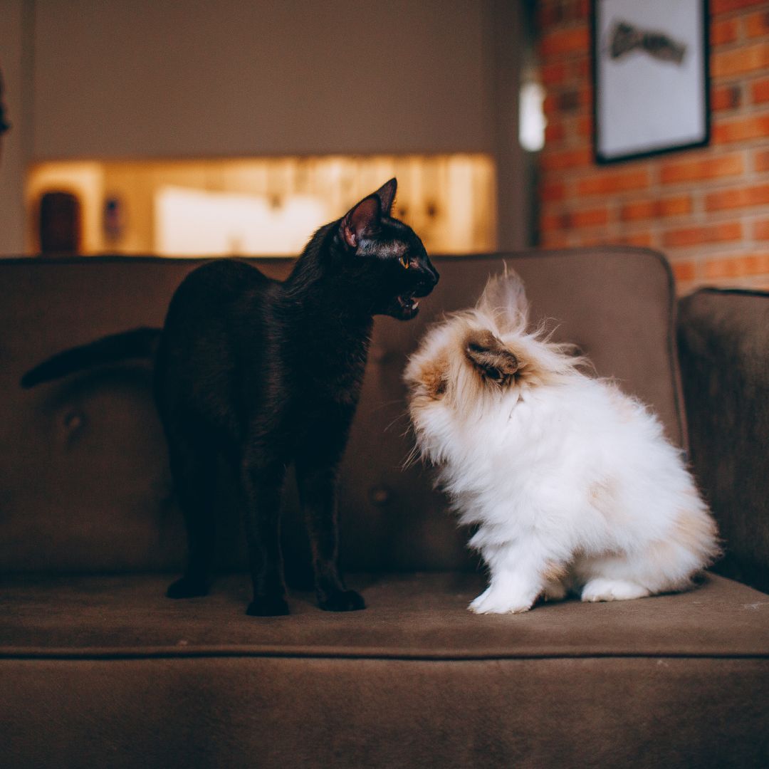 Trusted InHome Pet Sitting Services in El Paso, TX Fetch! Pet Care