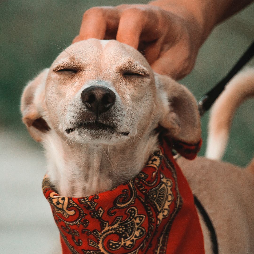 Discover Trustworthy InHome Pet Sitting Services in Duluth, GA Fetch! Pet Care